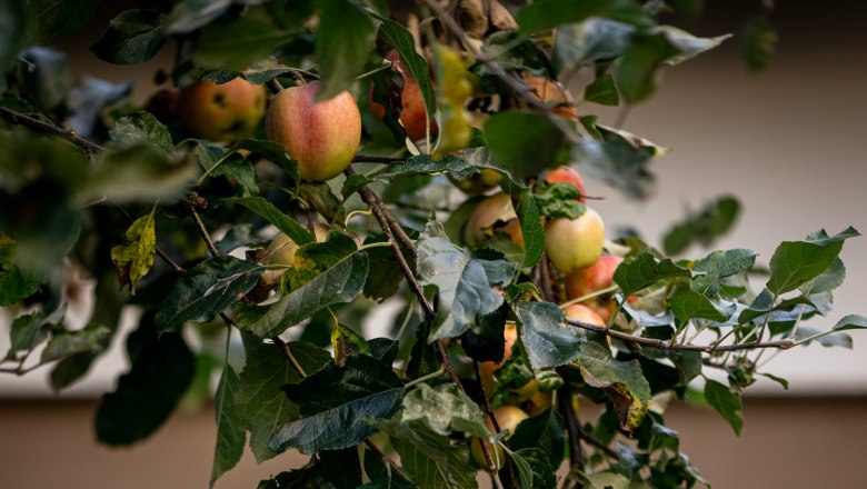 An apple tree with ripe apples in front of a building with arcades.