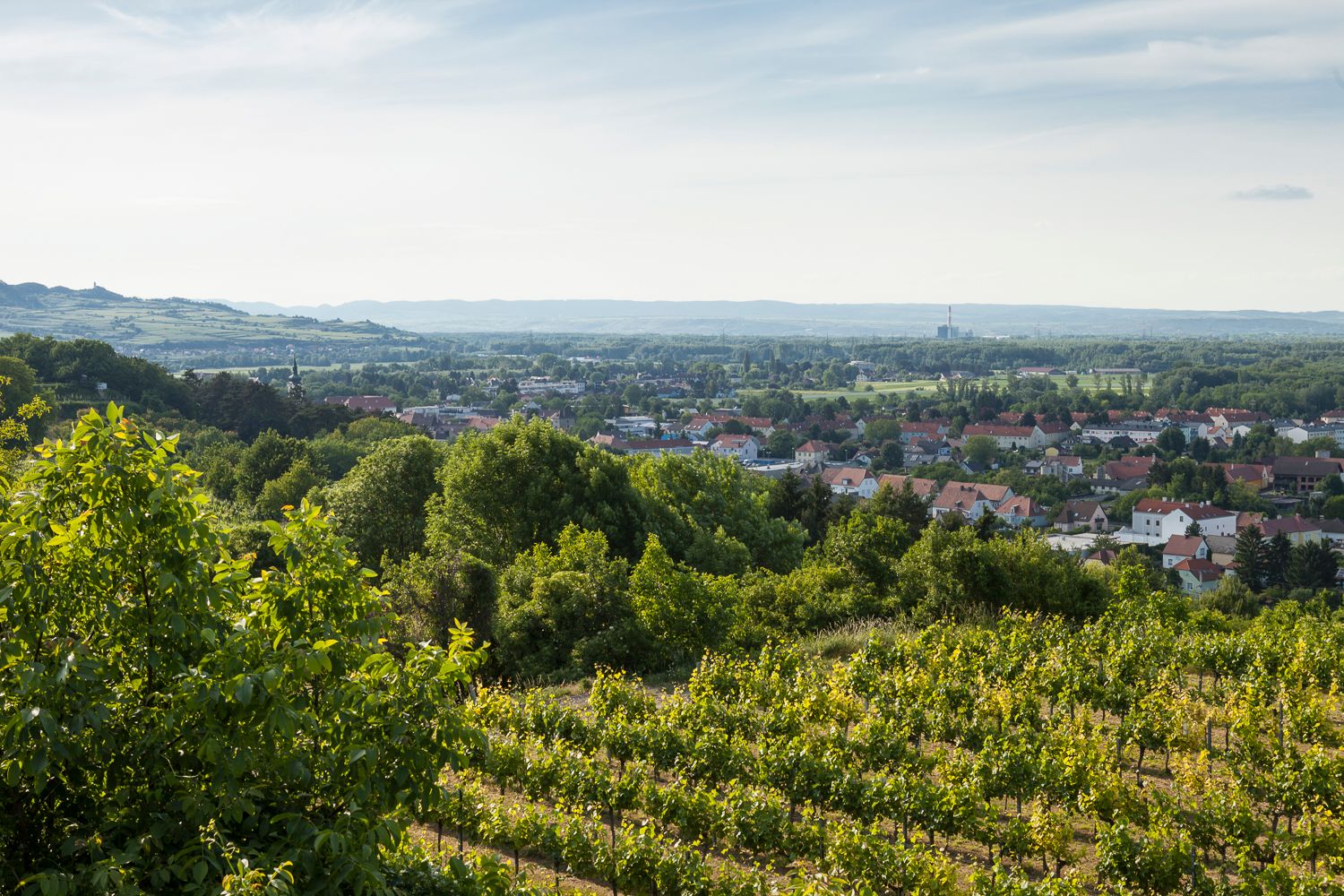 View of vineyards and the town of Traismauer in the distance.