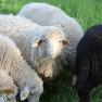 Sonnegg farm grazing sheep, &copy; Hof Sonnegg