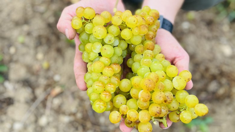 Close-up of green grapes held in hands.