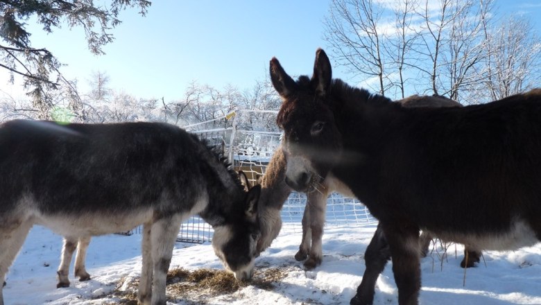 Donkey, © Robert Wagner