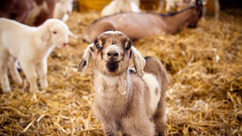 A young goat stands on straw in a stable, surrounded by other goats.