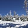 Snow-covered forest with blue sky in the background.