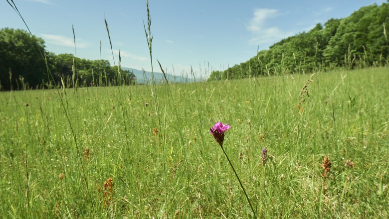 Diana meadow, © Prendinger