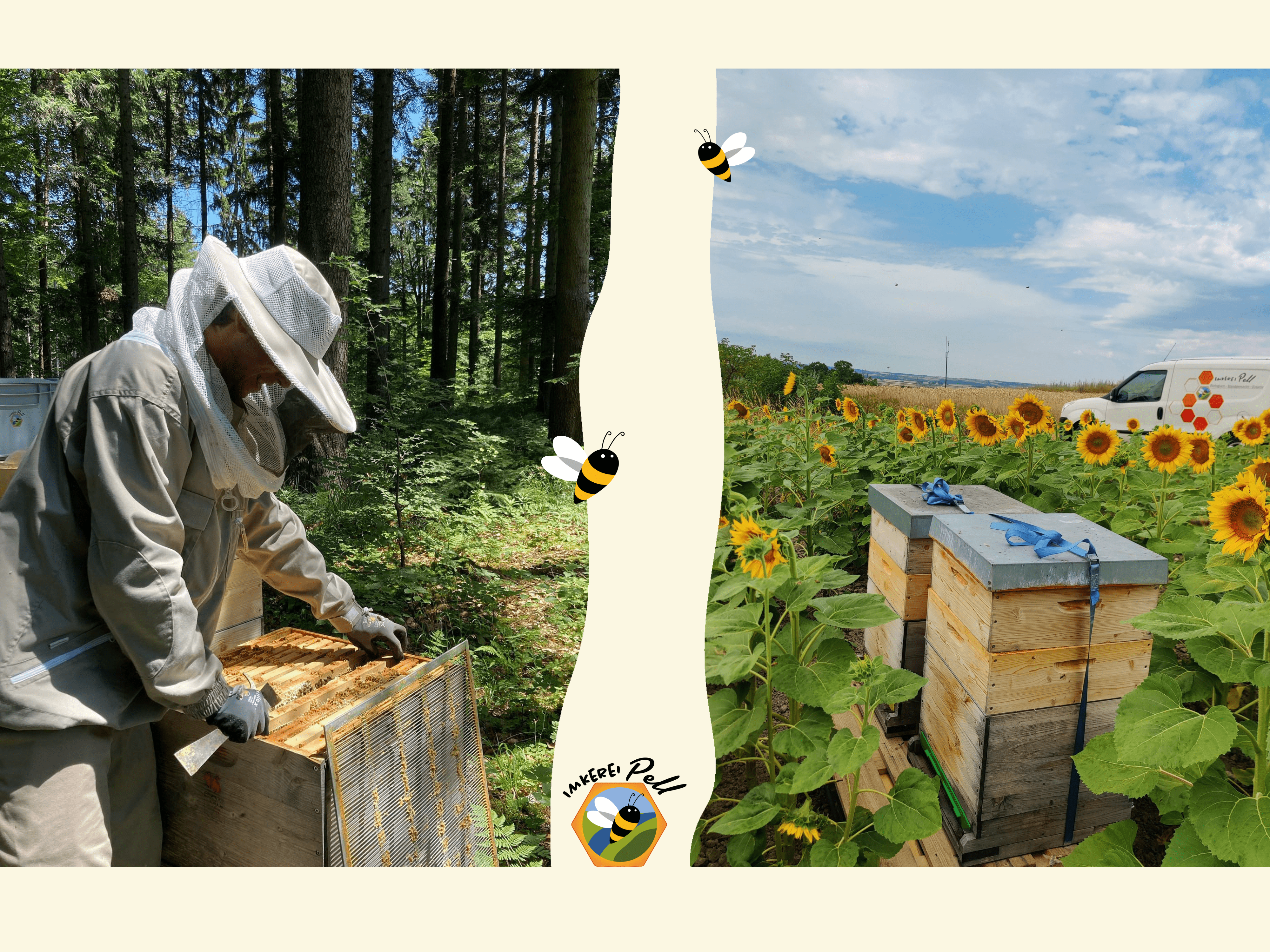 Beekeepers at work in the forest and beehives in a sunflower field.
