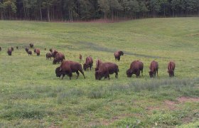 A herd of bison graze on a green meadow in front of a forest.