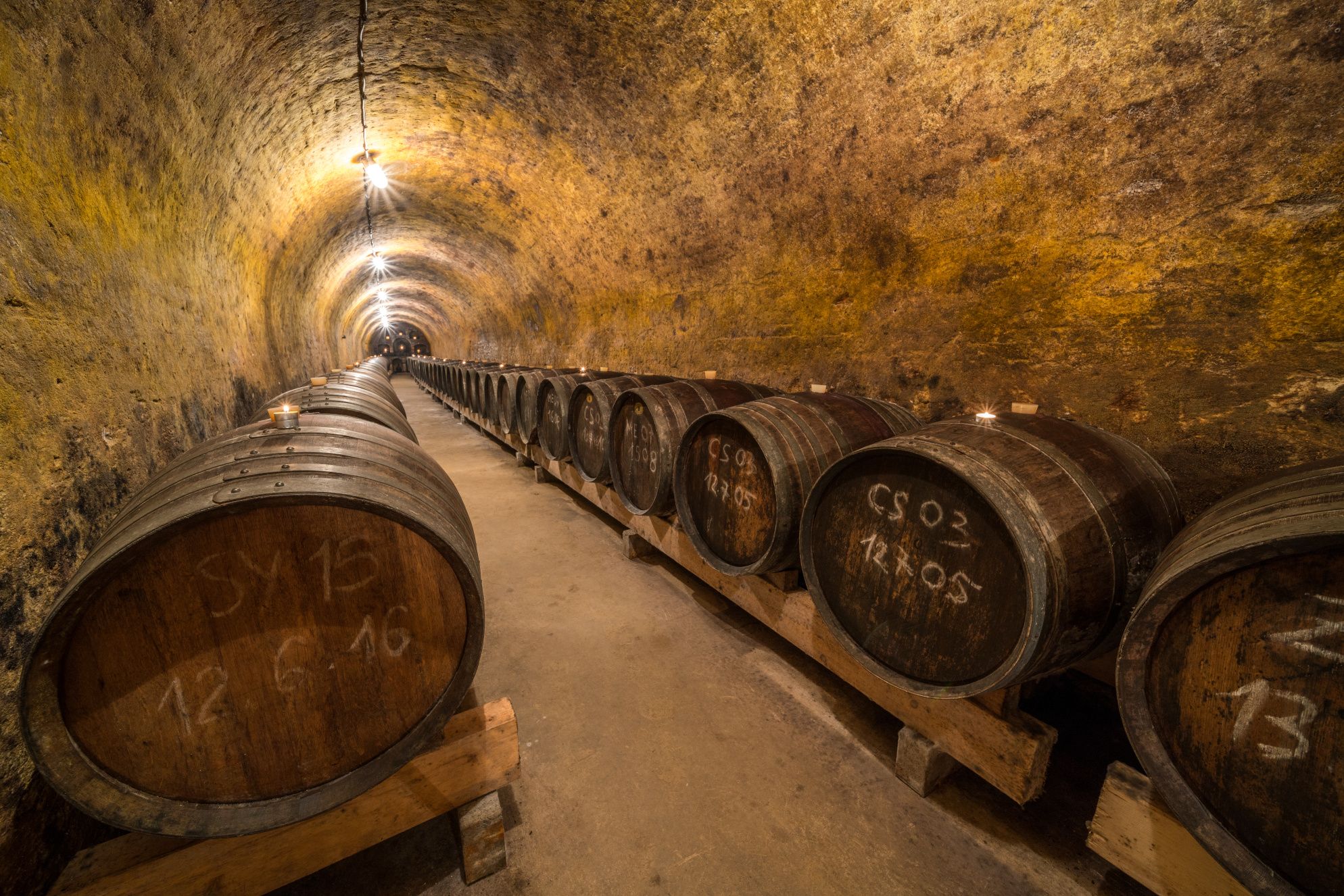 Wine cellar with wooden barrels in a long, vaulted tunnel.
