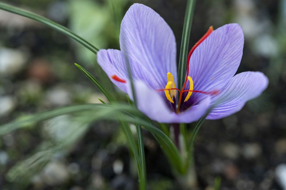 Close-up of a purple saffron flower with red stigmas and yellow stamens.