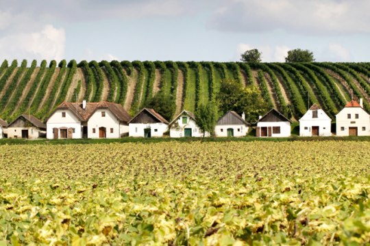 simple and plain, made from clay or bricks, a relic from the 18th century. Diepolz wine cellar lane., © Weinviertel Tourismus/Wurnig