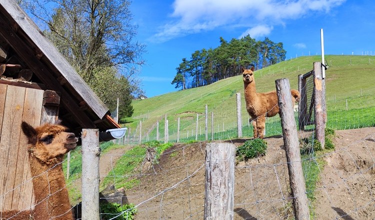 Alpacas on a green hill with a wooden fence and blue sky.