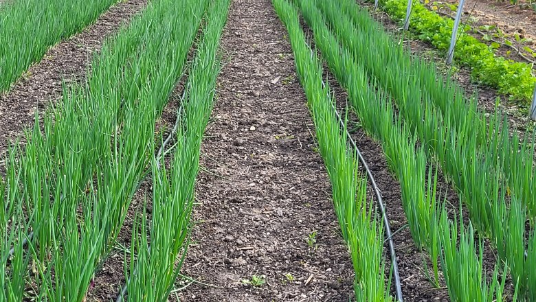 Rows of green onions grown in a vegetable field.