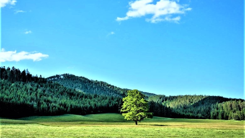 Single tree in a meadow in front of wooded hills and blue sky.