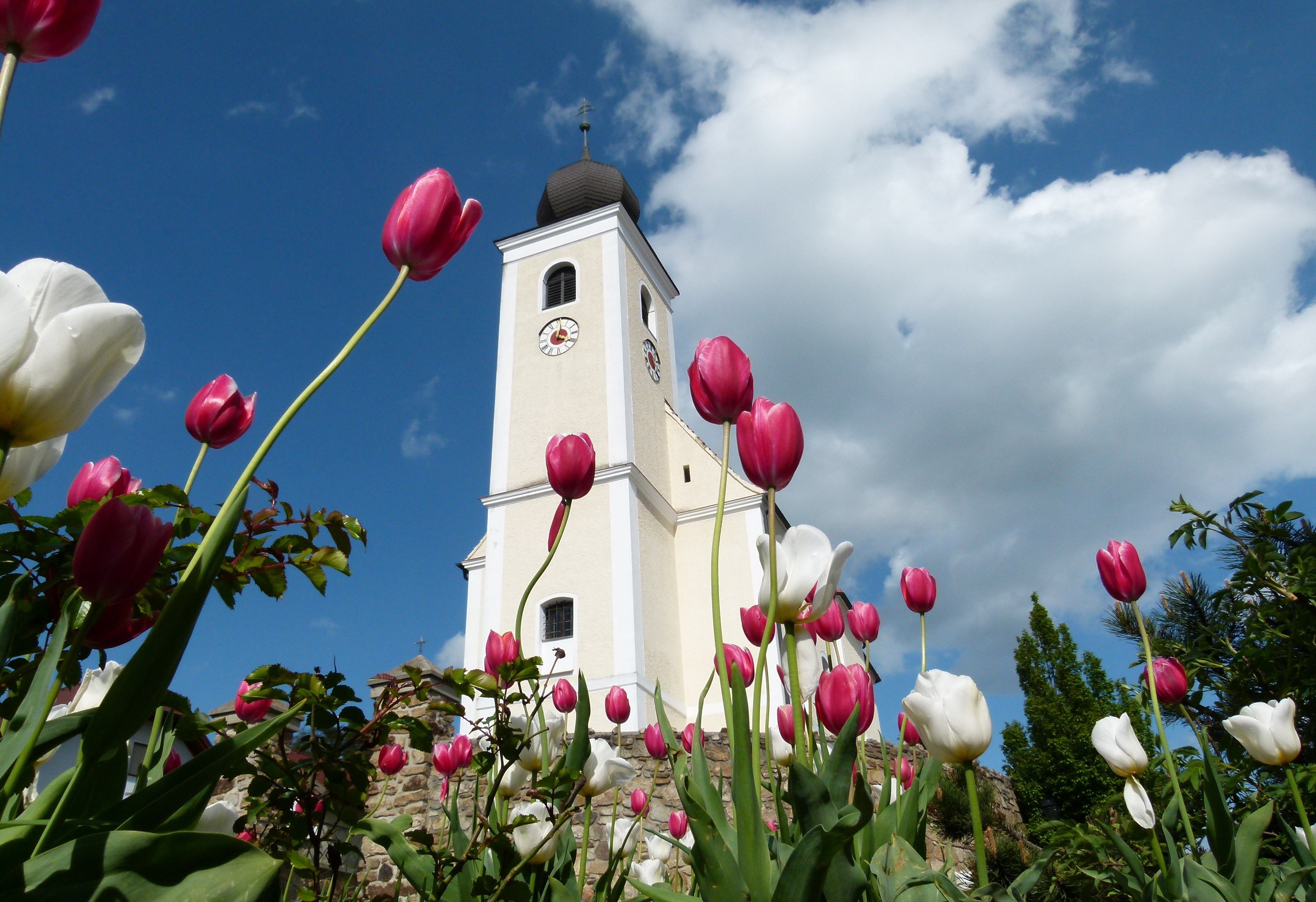 Hollenthon parish church with tulips in the foreground.