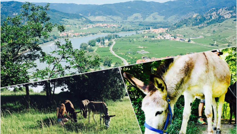 Donkey hike collage, &copy; Stefanie Putzgruber