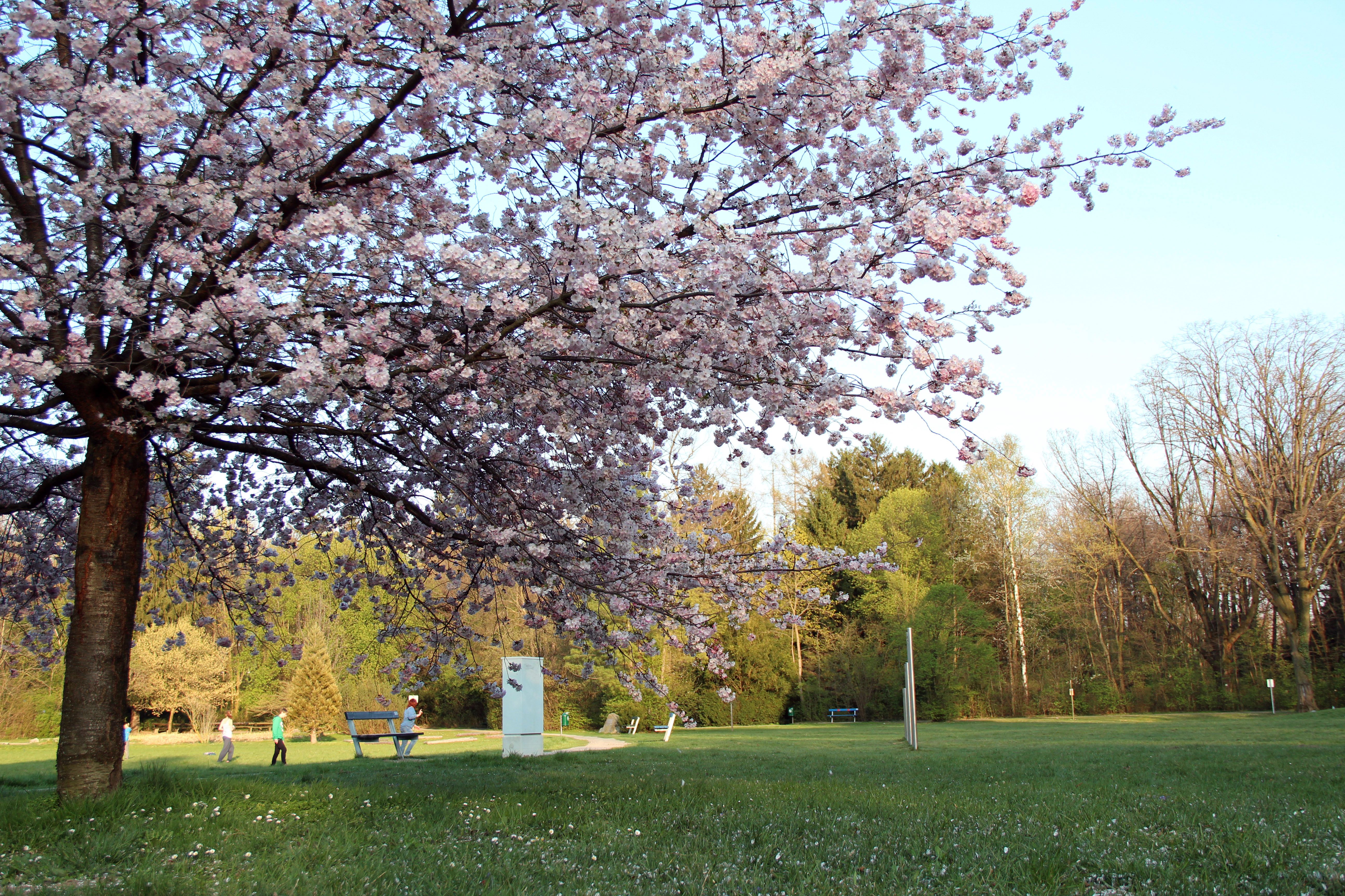 Blossoming cherry tree in Neunkirchen city park with walkers in the background.