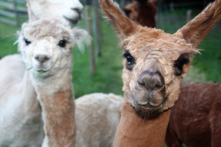 Three alpacas in a pasture, one in the foreground looking directly into the camera.