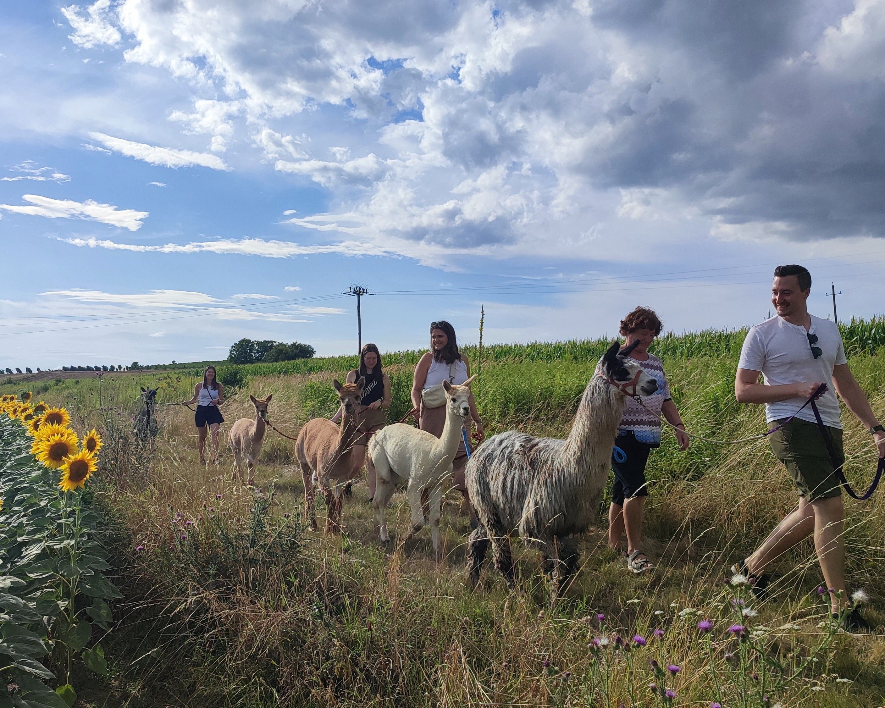 Group of people leading alpacas on a dirt track along a field of sunflowers.