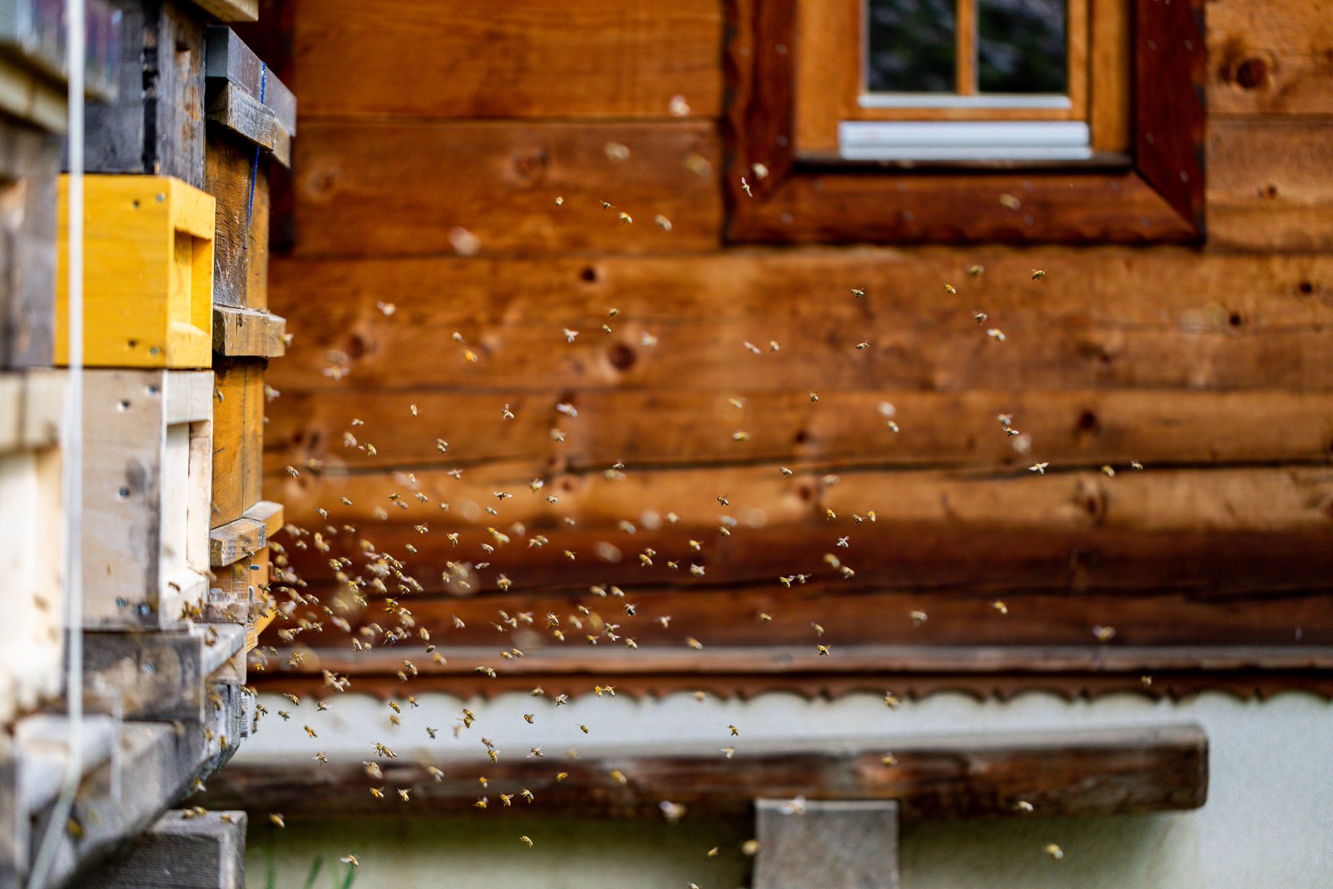 Bees fly out of a beehive in front of a wooden wall.