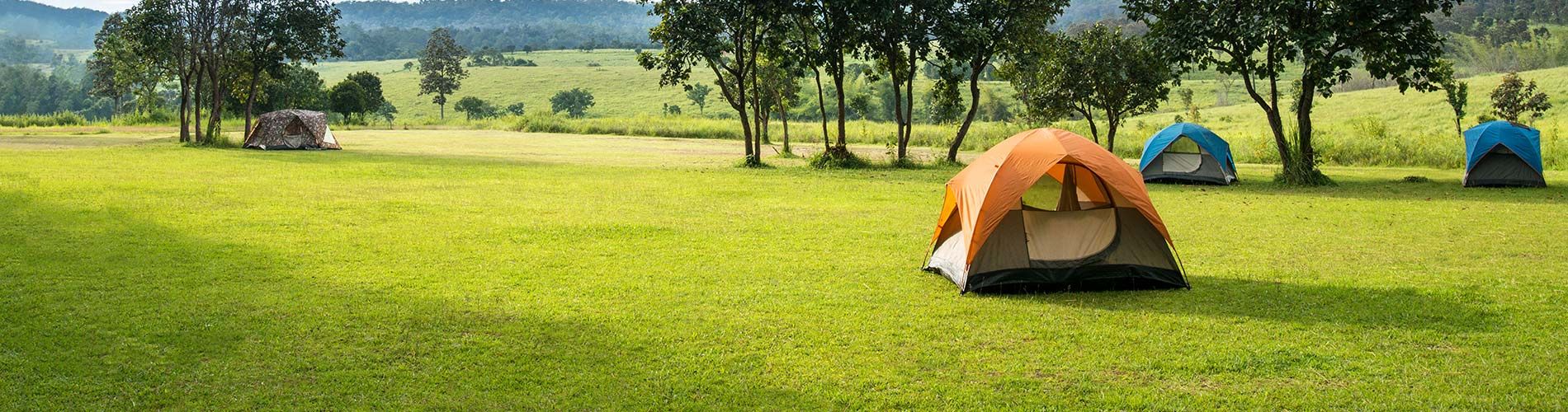 Tents on a green meadow with trees in the background.