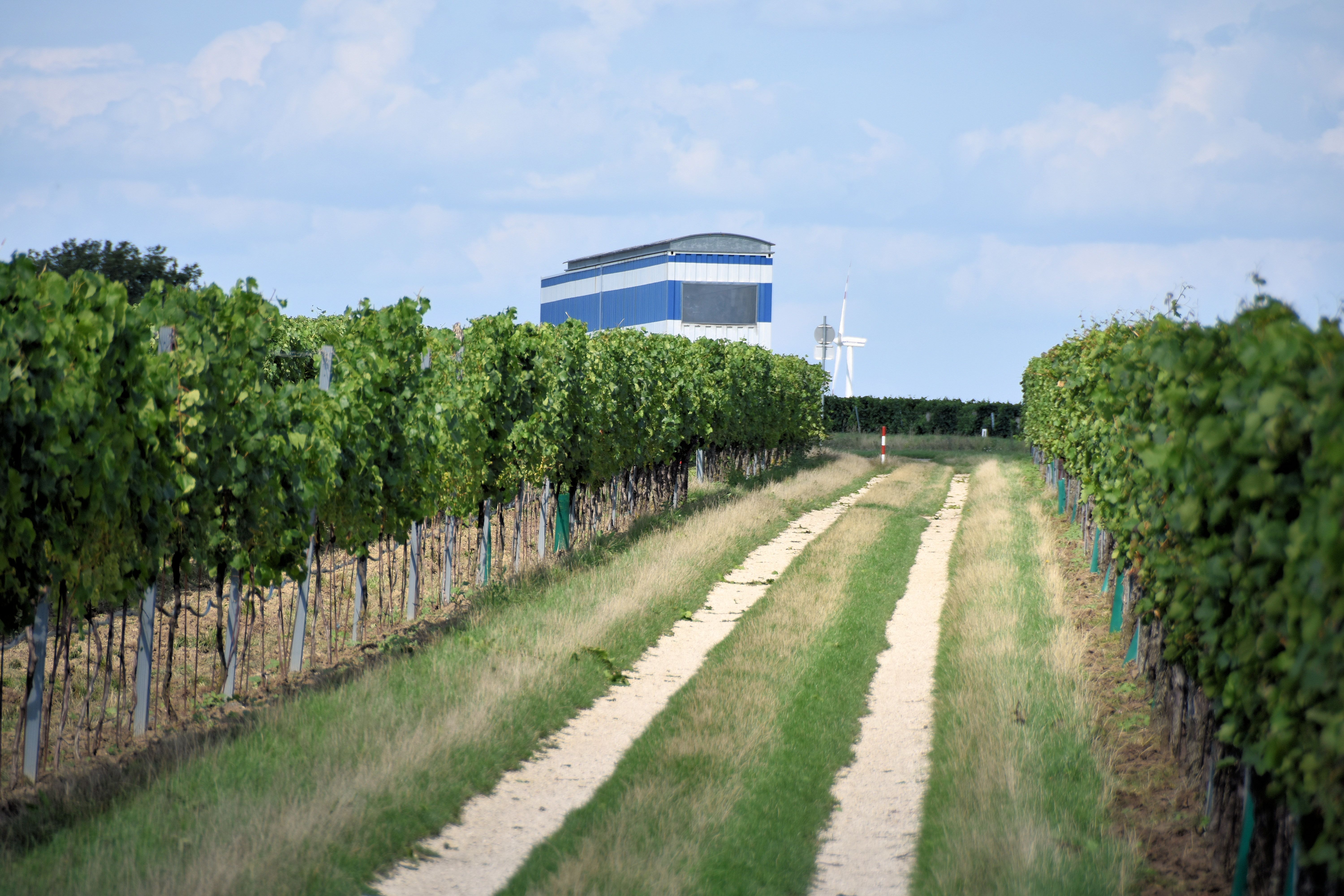 A path between vines leads to a blue building and a wind turbine in the background.