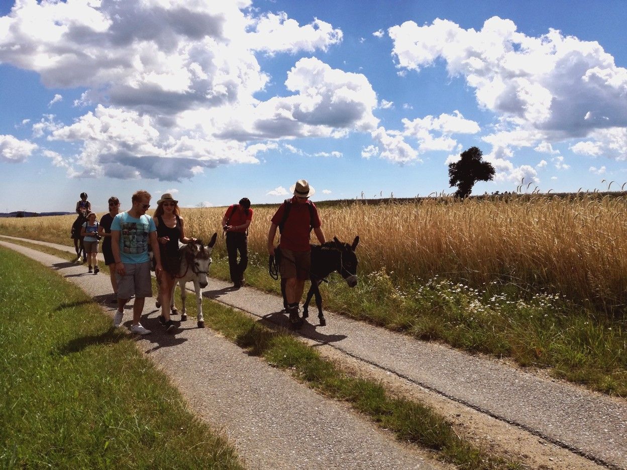Group of people walking with donkeys on a country lane in sunny weather.