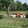 cows-on-the-pasture, © Büchinger