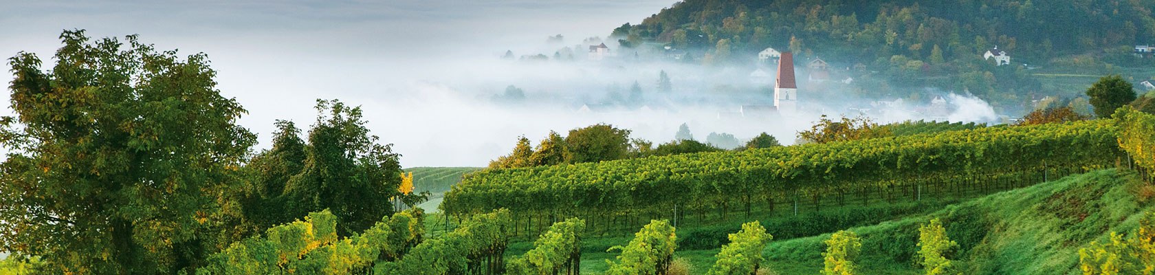 Wine autumn in Traisental, © schwarz-koenig.at