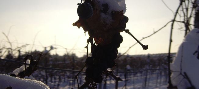 Grapes - Snow, &copy; Ramberger