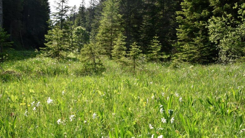 Promau show meadow near Hollenstein an der Ybbs, &copy; David Bock