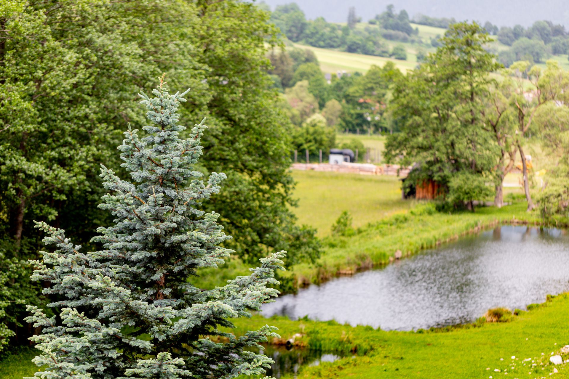 Landscape with fir tree, pond and green meadows.