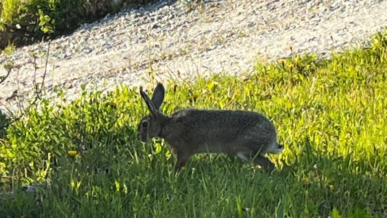 A hare runs across a meadow next to a gravel path.