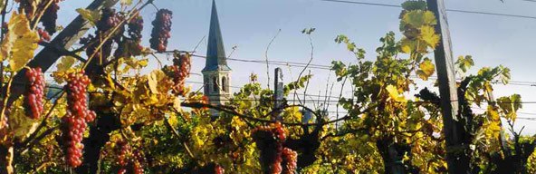 A church tower rises up behind a vineyard of ripe grapes.