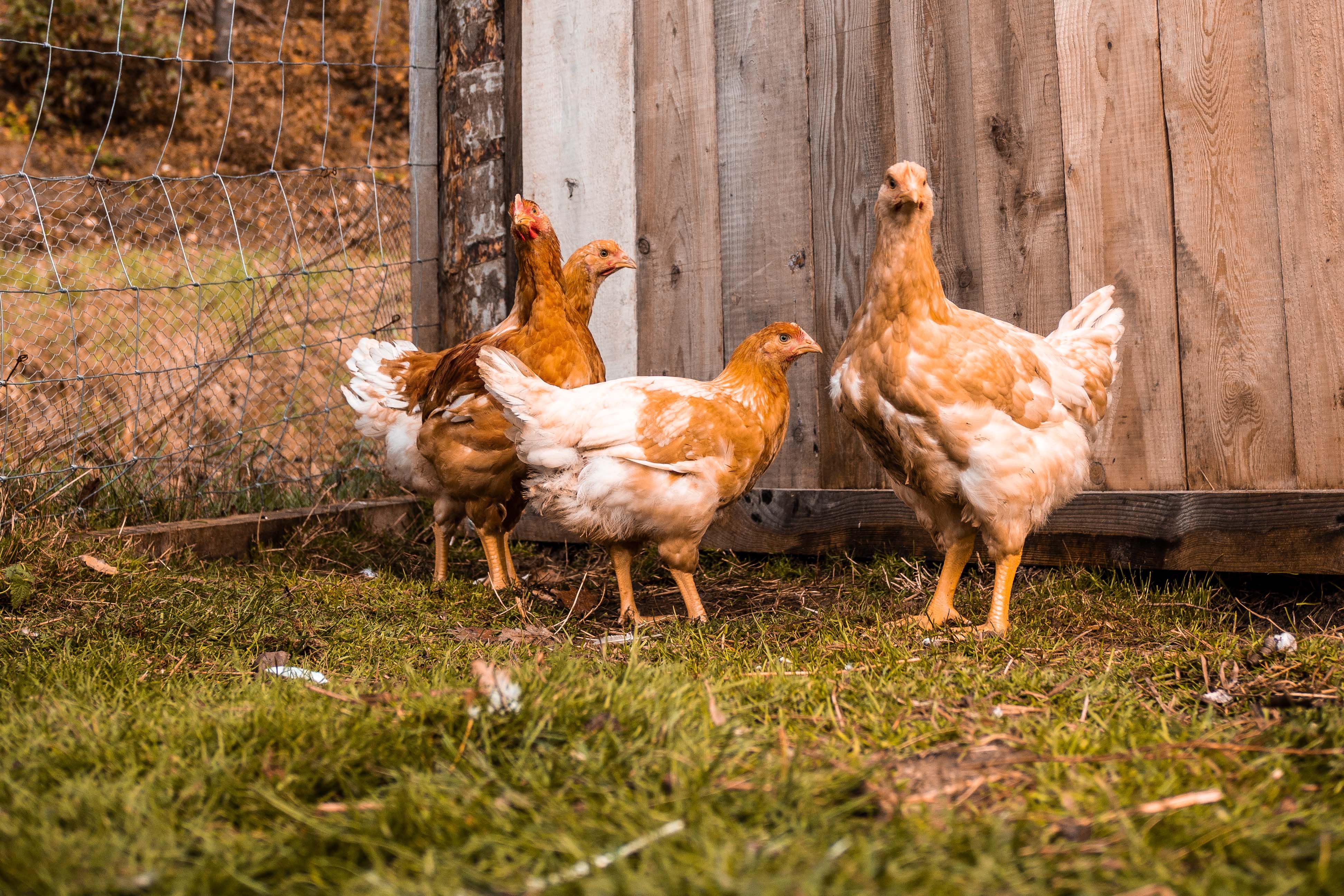 Chickens stand on a green meadow in front of a fence and a wooden coop.