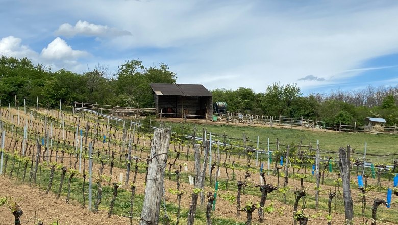Vineyard with huts and cloudy sky in the background.