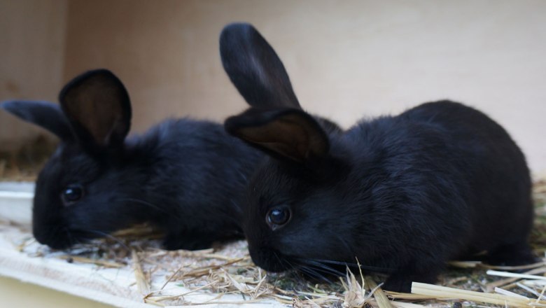 The rabbits enjoy being stroked, © zVg. Bio-Bauernhof Höbarten