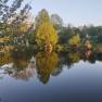 A calm lake with trees and their reflection in the water, surrounded by flowering branches.