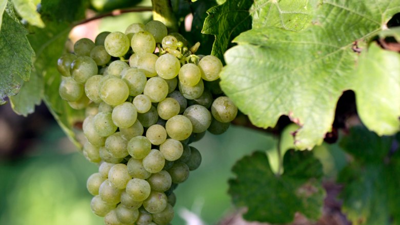 Close-up of a green bunch of grapes on a vine with green leaves.
