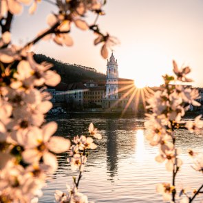 Apricot blossom in the Wachau., © Niederösterreich Werbung/Christian Majcen