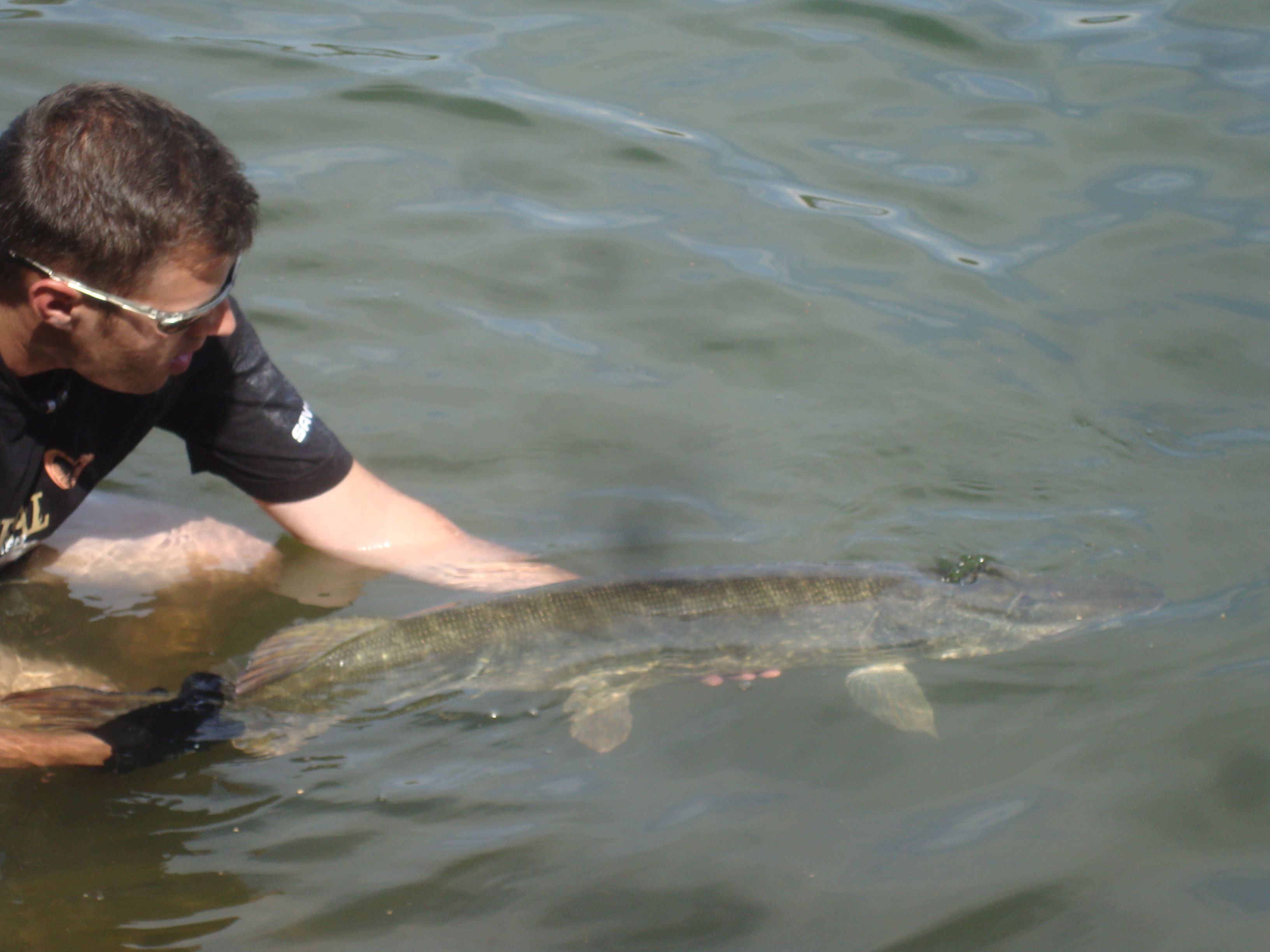 A man in the water carefully holds a large fish, presumably a pike, in the water.