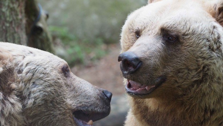 Jerry and Vinzenz are beary good friends, © VIER PFOTEN