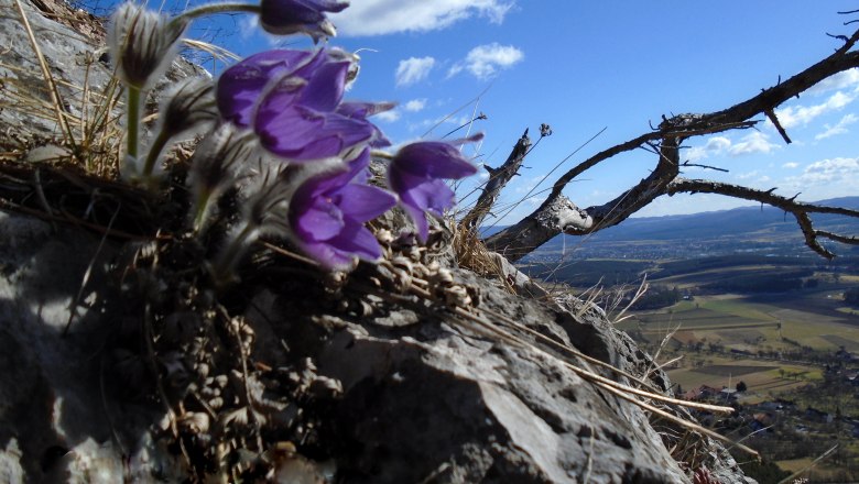Purple cowbells bloom on a rocky slope with a view of a vast landscape and blue sky.