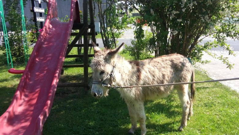 A donkey stands next to a red slide in the garden.