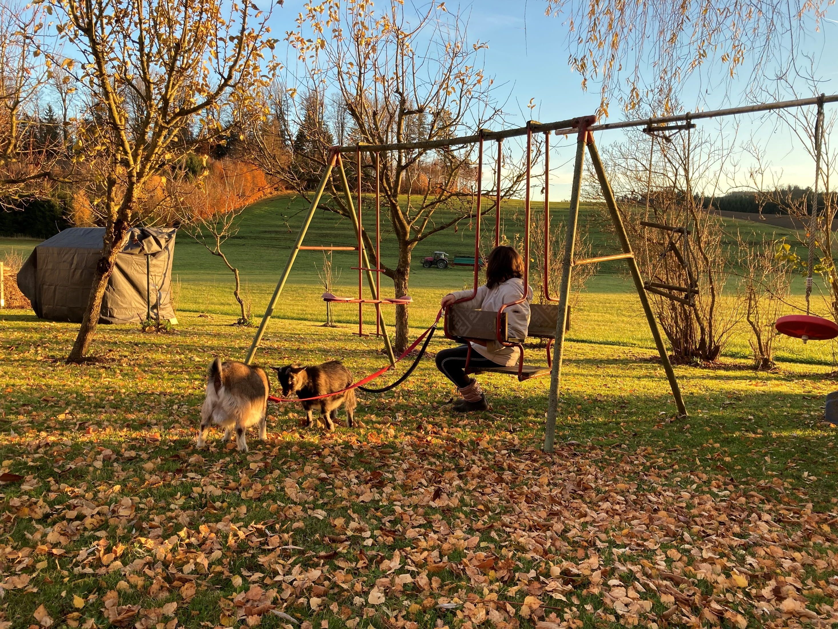A person sits on a swing in the garden, surrounded by autumnal trees and dwarf goats.