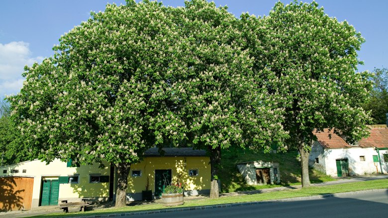 Large chestnut trees in front of a yellow building with green shutters in Auersthal.