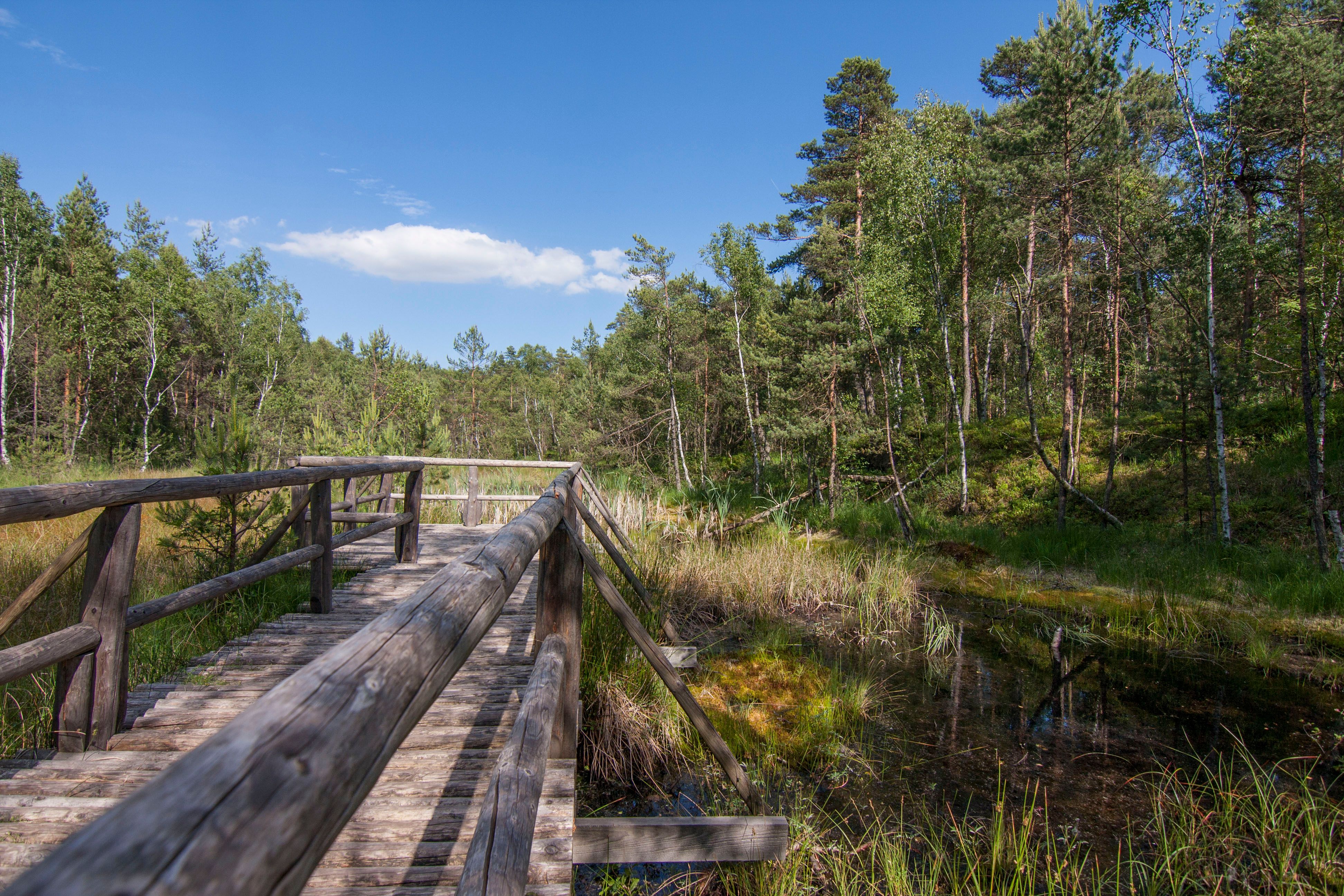Wooden footbridge in the Schrems high moor nature park, surrounded by trees and moorland.