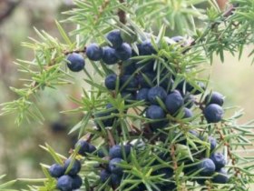 Wacholderbeeren, © Horst Zimmel