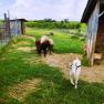 Sheep and a goat in a pasture next to a shed.