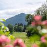 Mountain landscape with green meadows and trees, blurred pink flowers in the foreground.