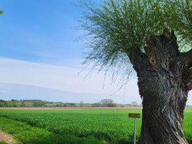 Pollarded willow natural monument, &copy; Berger