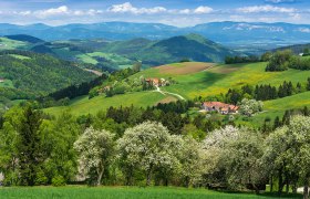 Spring landscape with blossoming trees and green hills in Thomasberg.